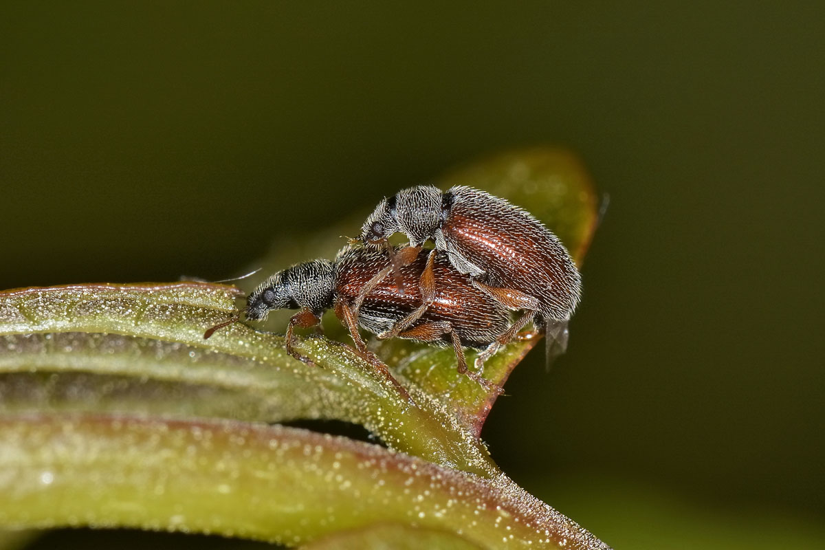 Phyllobius oblongus, Curculionidae